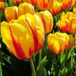 tulp Olympic Flame