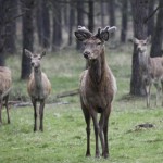 hert - Kroondomijnen